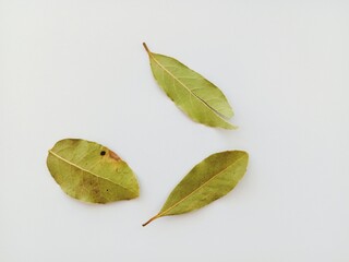 leaves on a wooden table