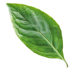 Obraz premium Vibrant green leaf showcasing intricate texture and natural beauty, ideal for nature-themed projects and designs. PNG transparent background.