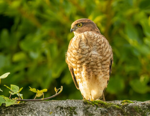 Close up of a beautiful sparrow hawk standing on a wall looking for prey