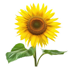Obraz premium Vibrant sunflower with bright yellow petals and a detailed center, symbolizing happiness and warmth in nature. PNG transparent background.