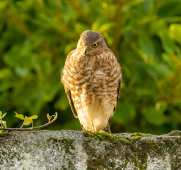 Close up of a beautiful sparrow hawk standing on a wall looking for prey