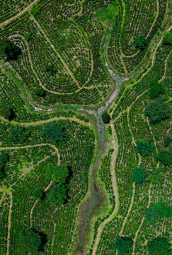 Aerial view of lush tea garden with beautiful patterns and serene landscape, Kulaura, Bangladesh.