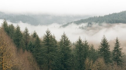 Misty Forest Landscape with Mountain Background