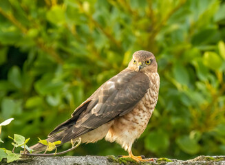 Close up of a beautiful sparrow hawk standing on a wall looking for prey