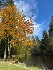 autumn in the park by schöneck in saxony, Vogtland 