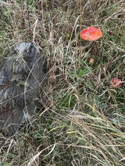 mushrooms in the grass