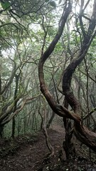Parque Rural de Anaga is a natural park famous for its biodiversity and scenic trees. It's located on Tenerife Island and during the fog seems spectral