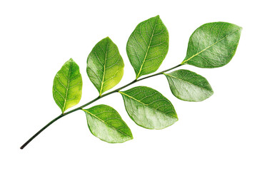 Fototapeta premium Close-up image of a fresh green leaf branch isolated on a transparent background. showcasing nature's vibrant growth and texture.