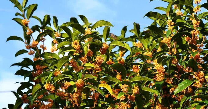 Beautiful small flowers of fragrant olive(Osmanthus fragrans)or tea olive in the park.	