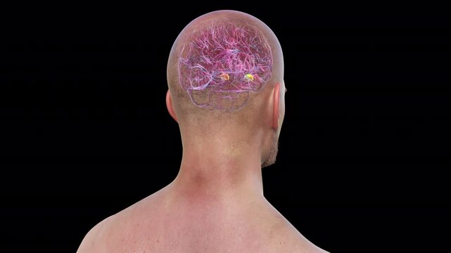 Human brain with highlighted amygdala, responsible for emotion processing, fear response, and memory formation, 3D animation.