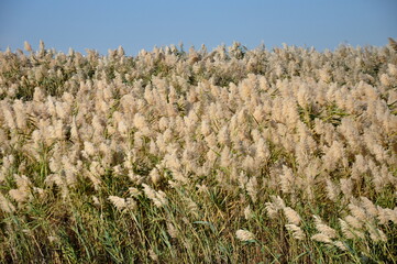 The Reedbed Field under Clear Blue Sky