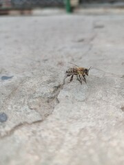 fly on a leaf