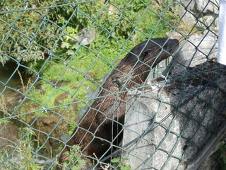 otter tier