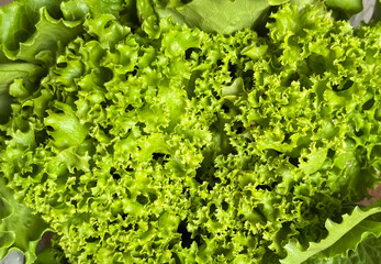 Lettuce leaves close-up. Bright, green lettuce leaves background photo. Green salad - spring vitamins.