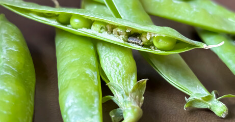 there is a caterpillar in the pod of green peas. There is a worm in peas. Caterpillar in green...