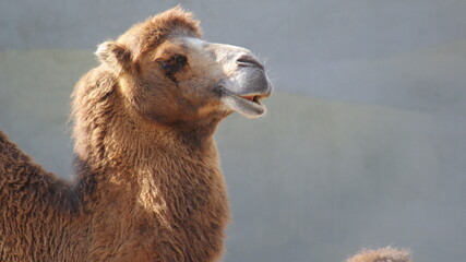 SONY DSC