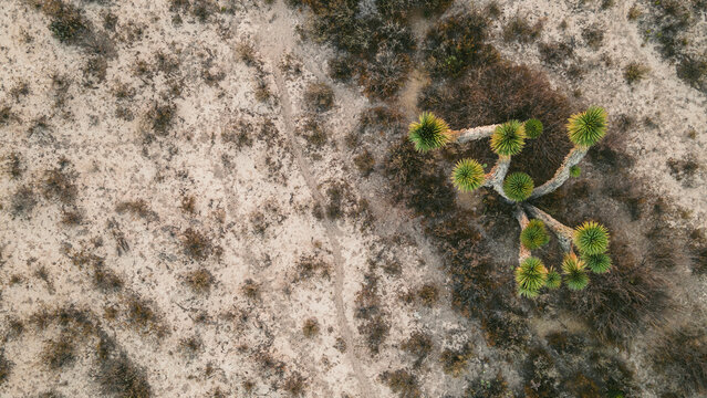 Aerial view of a serene desert landscape with yucca plants and rugged terrain, Parras, Coahuila de Zaragoza, Mexico.