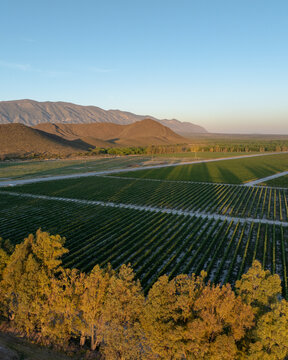 Aerial view of Casa Madero vineyard at sunrise with expansive fields and mountains, Parras, Mexico.