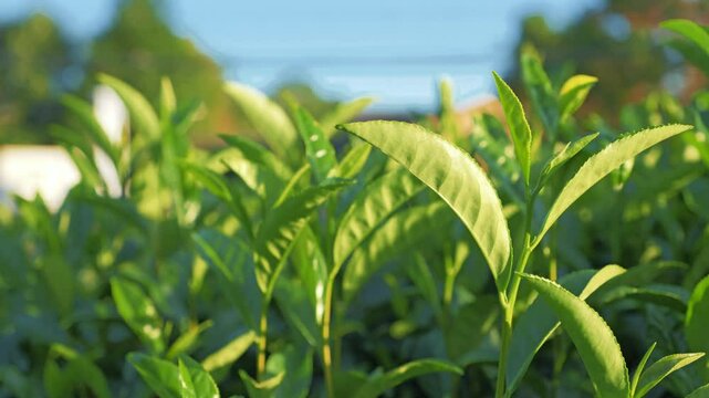 Green tea fields in Uji, Kyoto, Japan