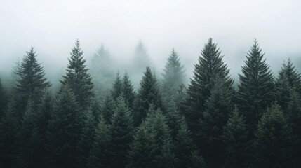Fototapeta premium Misty Forest Landscape in Serene Atmosphere