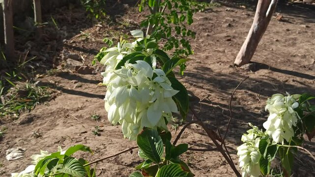 white Mussaenda flowers