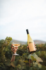 Woman hands with glass of wine and bottle in vineyard outdoor. © morrowlight