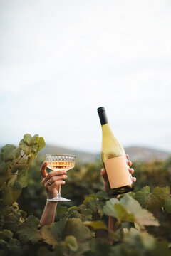 Woman hands with glass of wine and bottle in vineyard outdoor.