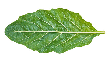 Obraz premium Fresh green leaf showcasing intricate details and natural beauty in botanical photography