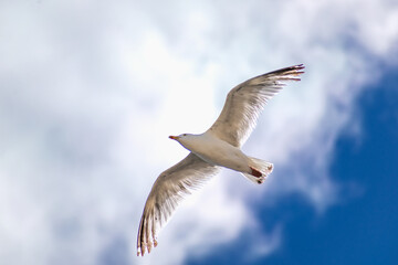 Seagull at the seaside in Brittany in France, larus