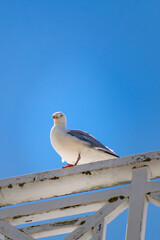 Seagull at the seaside in Brittany in France, larus