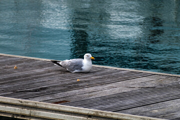 Seagull at the seaside in Brittany in France, larus