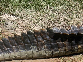 Details of a crocodile tail