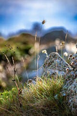 Seaside landscape near Pleneuf val andre, Armor Coast, Brittany in France