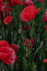 Obraz premium Close-up of a red poppy field in summer