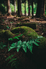 Wald