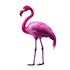 Fototapeta premium purple flamingo transparent background