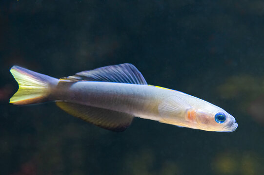 Ptereleotris evides, the Blackfin dartfish or scissortail goby