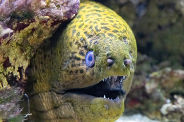 Gymnothorax javanicus, The giant moray is a species of moray eel and marine fish