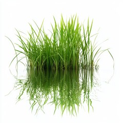 Obraz premium Green Grass Reflection.
