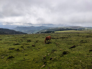 The contrast between nature and technology is captured in this image of a horse grazing near wind...