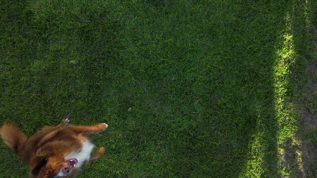 dog on grass