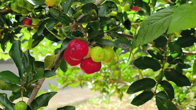 Fresh organic red Acerola cherry fruits on tree, Thai cherry