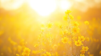Bright Yellow Flowers in Sunlit Field