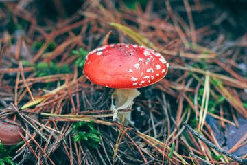 Mature Amanita Muscaria, Known as the Fly Agaric or Fly Amanita: Healing and Medicinal Mushroom with Red Cap Growing in Forest. Can Be Used for Micro Dosing, Spiritual Practices and Shaman Rituals