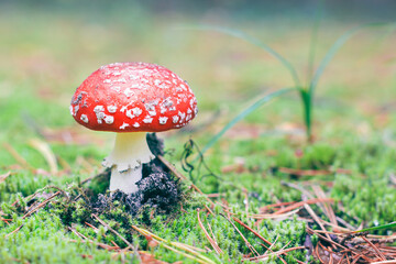 Amanita Muscaria, Known as the Fly Agaric or Fly Amanita: Healing and Medicinal Mushroom with Red...