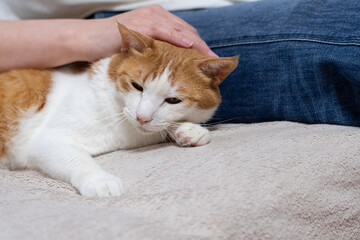 猫を撫でる　茶トラ白