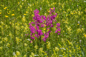 Viscaria vulgaris and a riot of wildflowers on the Peaks of the Balkans Trail, Prokletije National Park, Accursed Mountains, Babino Polje, Montenegro