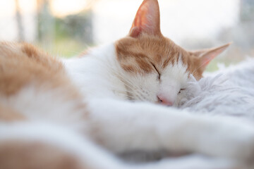 窓辺で眠る猫　茶トラ白