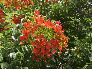 flame tree or delonix regia in bloom, close up with red flowers. Tropical flowering tree