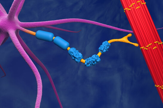 Motor neuron damaged by Amyotrophic Lateral Sclerosis (ALS) - 3d illustration closeup view